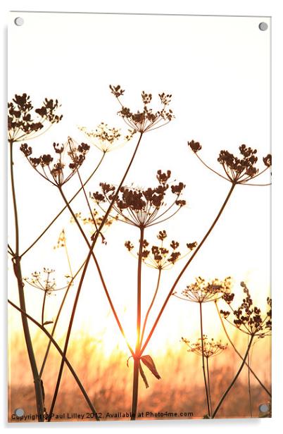 Cow Parsley (Keck) at Sunset. Acrylic by Digitalshot Photography
