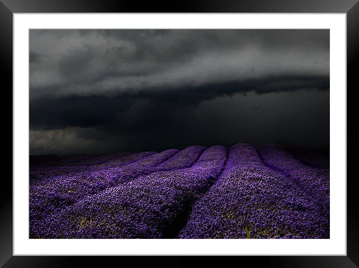 Lavender storm Framed Mounted Print by Robert Fielding