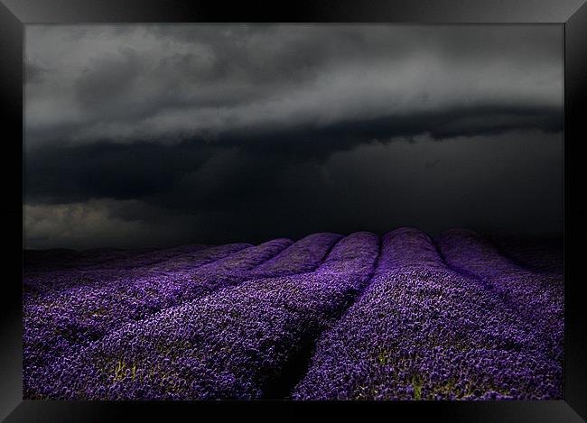 Lavender storm Framed Print by Robert Fielding