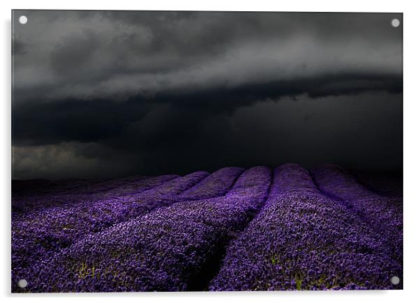 Lavender storm Acrylic by Robert Fielding