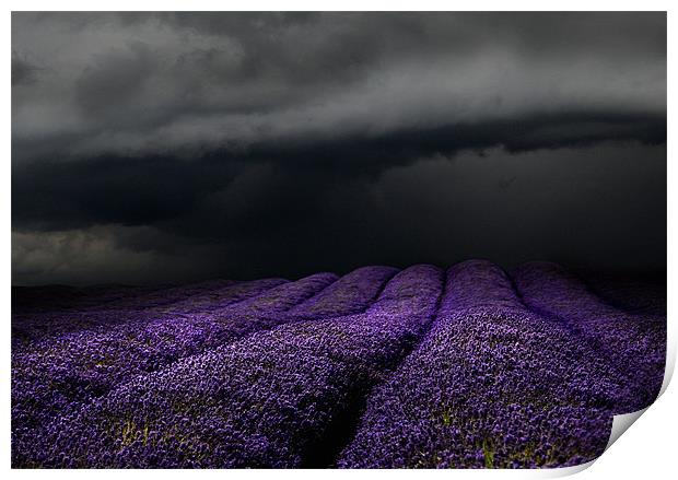Lavender storm Print by Robert Fielding
