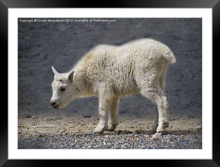 Mountain Goat Kid Framed Mounted Print by Louise Heusinkveld