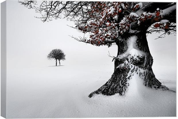 Oak in the snow Canvas Print by Robert Fielding