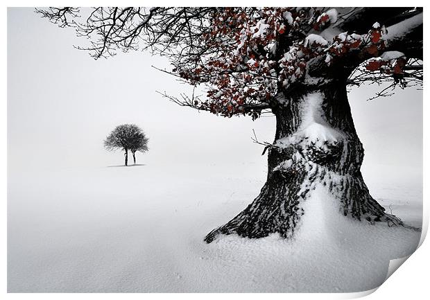 Oak in the snow Print by Robert Fielding