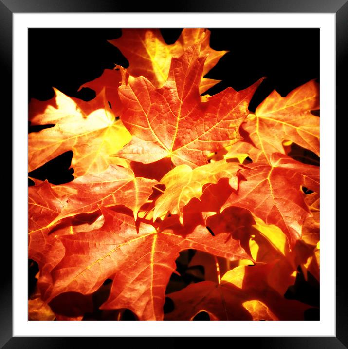 Colorful Fall Maples Framed Mounted Print by Mary Lane