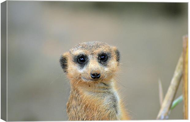 Meerkat. Canvas Print by Gemma Page