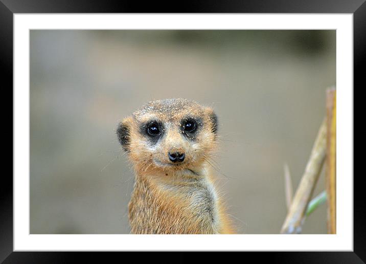 Meerkat. Framed Mounted Print by Gemma Page