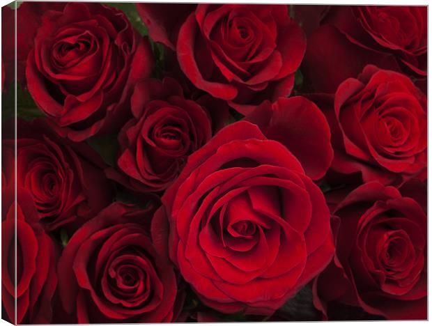 Red roses Canvas Print by Graham Moore