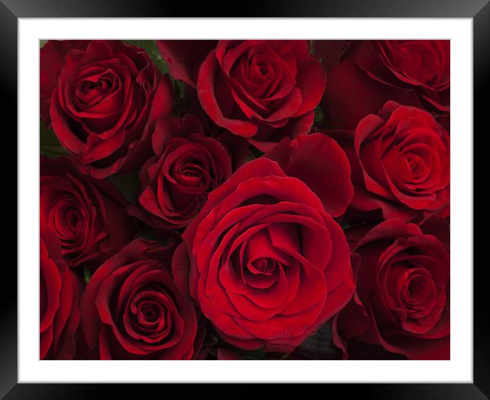 Red roses Framed Mounted Print by Graham Moore