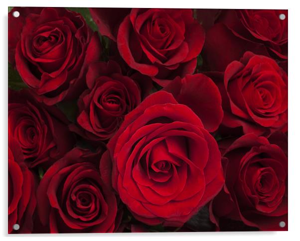 Red roses Acrylic by Graham Moore