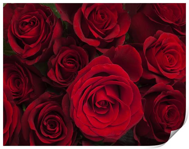 Red roses Print by Graham Moore