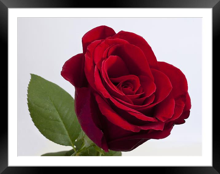 Single red rose Framed Mounted Print by Graham Moore