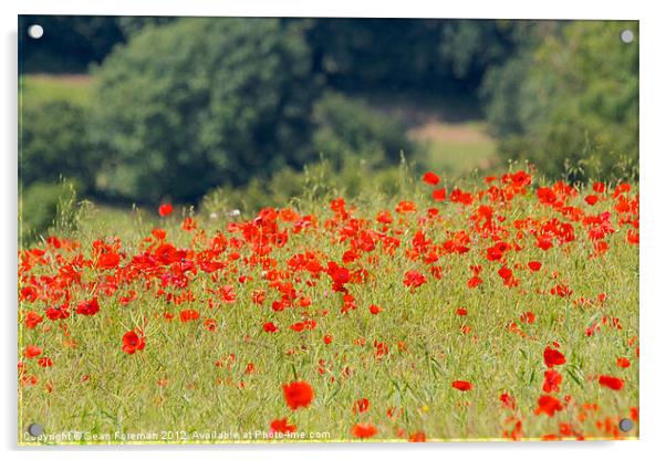 Poppy Field Acrylic by Sean Foreman