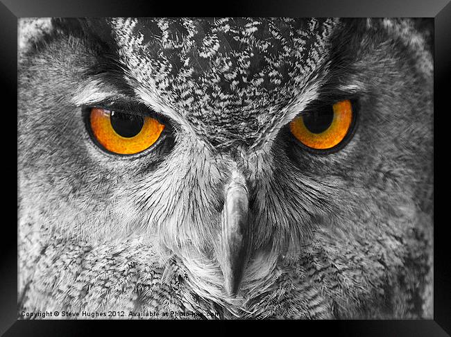 European Eagle Owl Bright eyes Framed Print by Steve Hughes