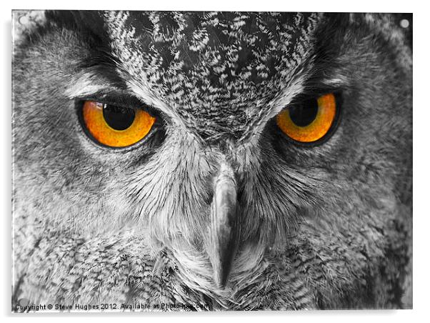 European Eagle Owl Bright eyes Acrylic by Steve Hughes