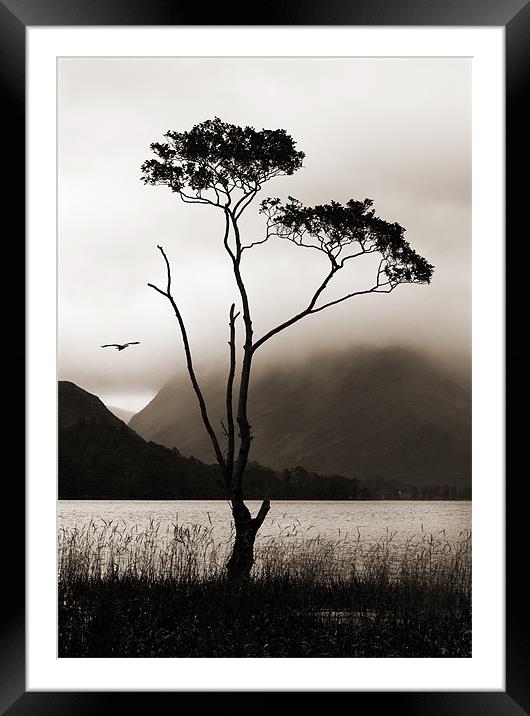 Tree at Buttermere Framed Mounted Print by Stephen  Hewett