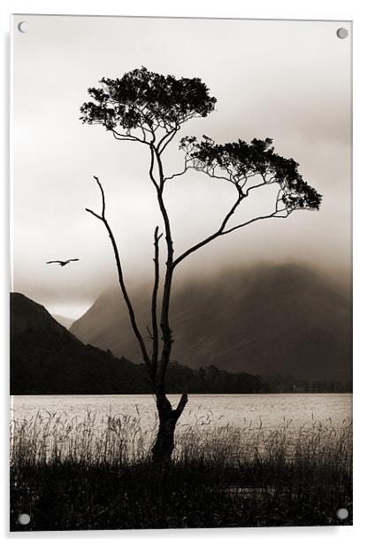 Tree at Buttermere Acrylic by Stephen  Hewett
