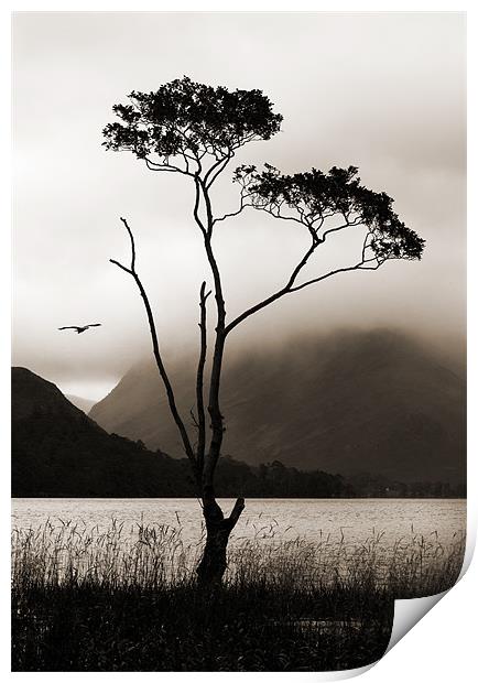 Tree at Buttermere Print by Stephen  Hewett