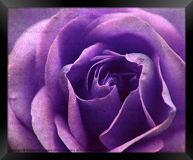 Purple BlueTextures Rose. Framed Print by Rosanna Zavanaiu