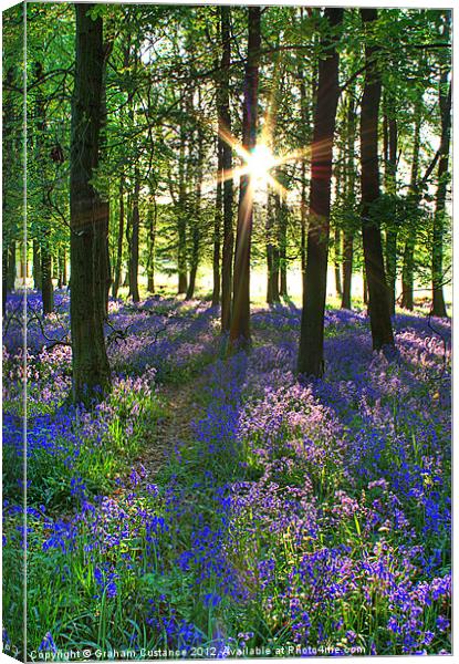 Bluebell Morning Canvas Print by Graham Custance