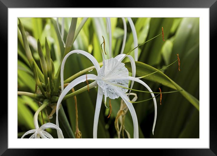 Butterfly Ginger Lily in the Bushes Framed Mounted Print by Arfabita  