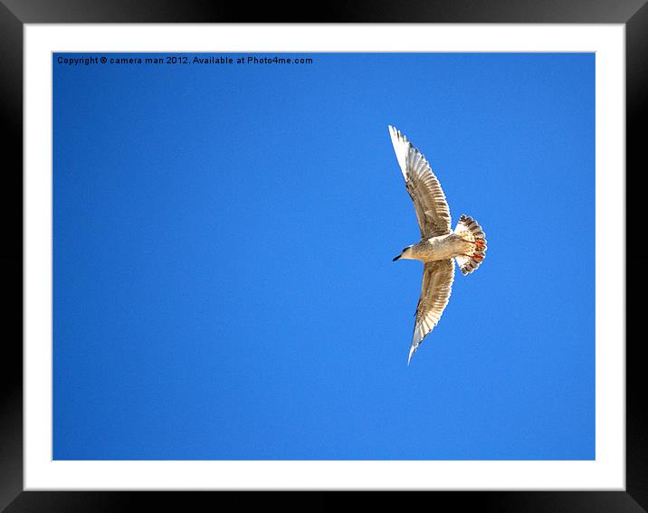 Bird on a wing Framed Mounted Print by camera man