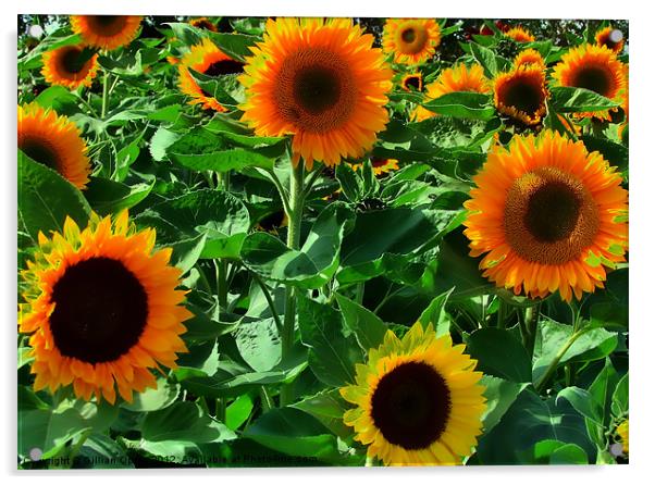 Sunflower (Helianthus annuus) Acrylic by Gillian Oprey