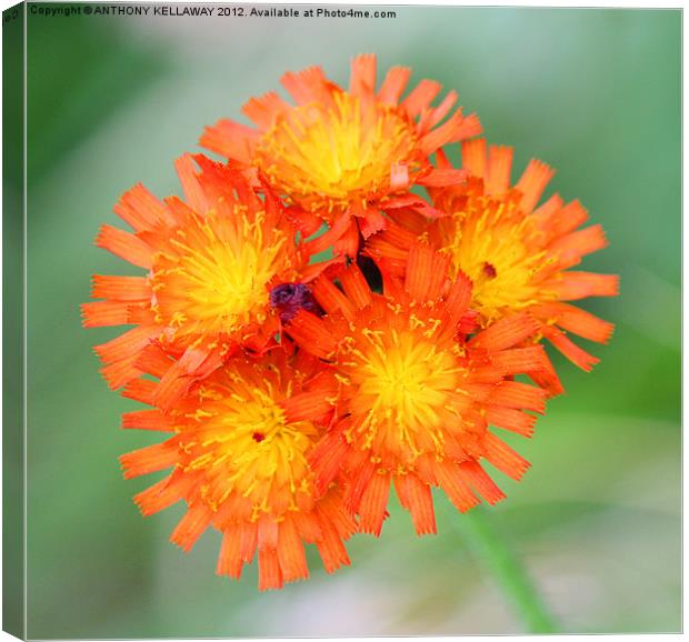 Wild Orange flowers Canvas Print by Anthony Kellaway