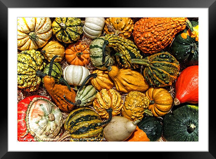 Gourds Framed Mounted Print by Gillian Oprey
