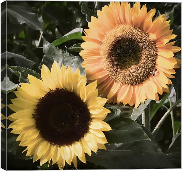 Sunflowers - Vintage Canvas Print by Gillian Oprey