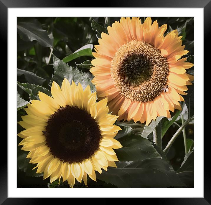 Sunflowers - Vintage Framed Mounted Print by Gillian Oprey