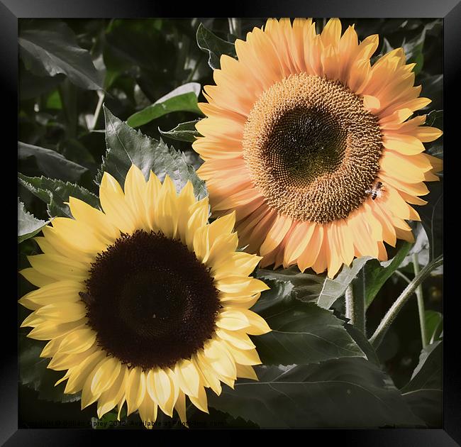 Sunflowers - Vintage Framed Print by Gillian Oprey