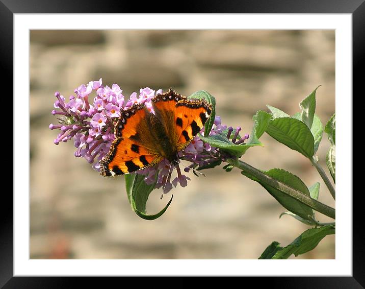 sunbathing butterfly Framed Mounted Print by Danielle Memery 
