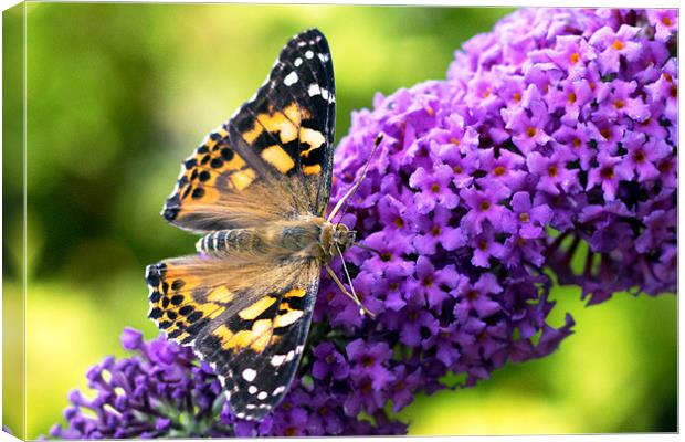 Painted Lady, Butterfly on Buddleia Canvas Print by Mark Battista