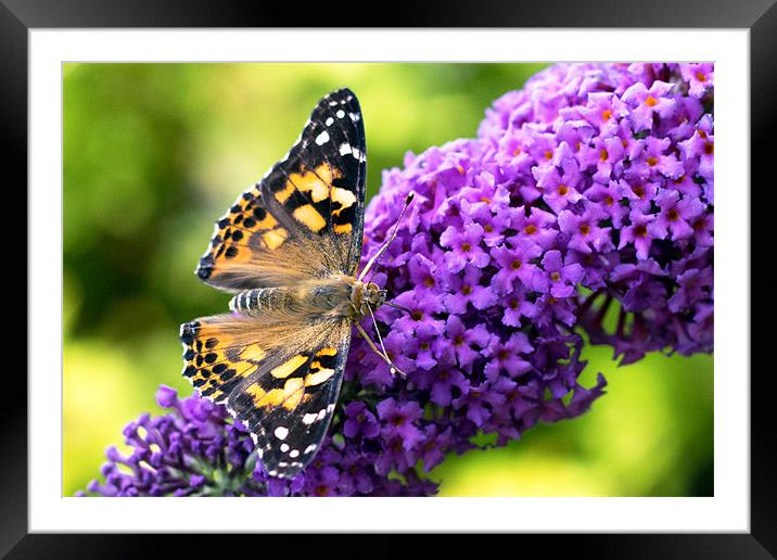 Painted Lady, Butterfly on Buddleia Framed Mounted Print by Mark Battista