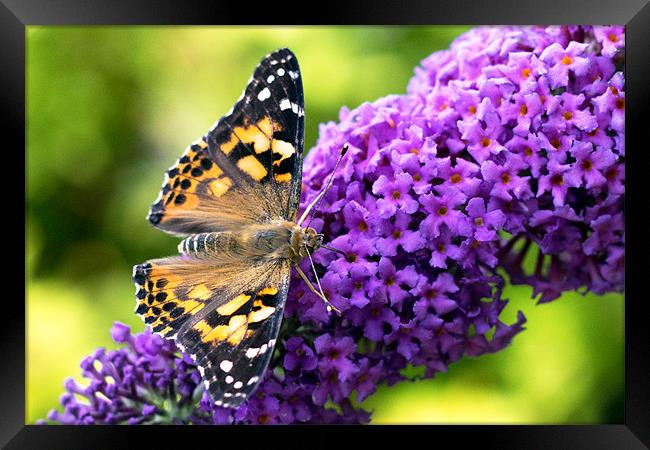 Painted Lady, Butterfly on Buddleia Framed Print by Mark Battista
