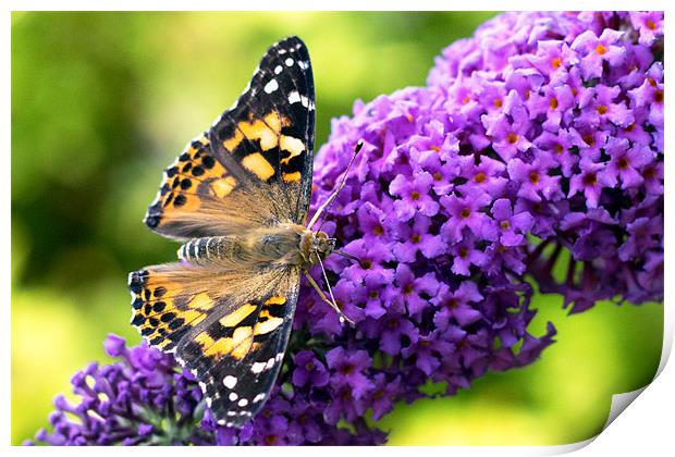 Painted Lady, Butterfly on Buddleia Print by Mark Battista