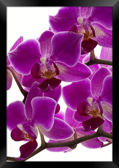 Purple Orchid Framed Print by Graham Moore