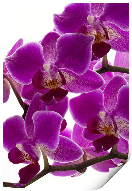 Purple Orchid Print by Graham Moore