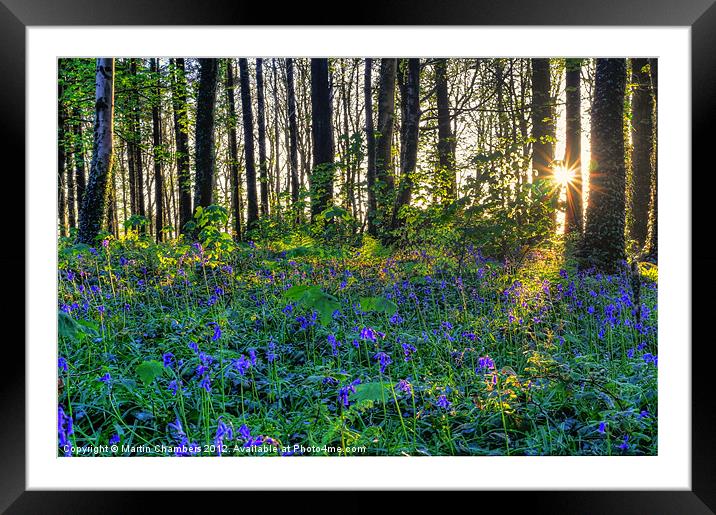 Bluebell Wood Framed Mounted Print by Martin Chambers