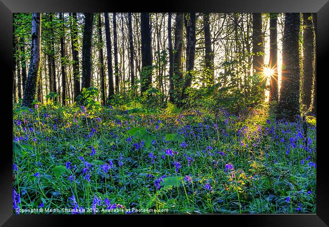 Bluebell Wood Framed Print by Martin Chambers