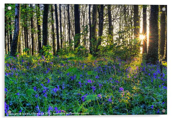 Bluebell Wood Acrylic by Martin Chambers