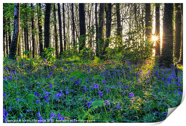 Bluebell Wood Print by Martin Chambers