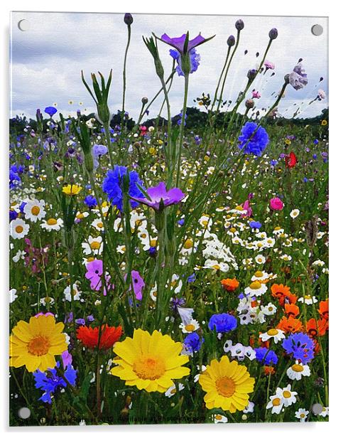 Wildflower meadow with various "arty" filter effec Acrylic by Paula Palmer canvas