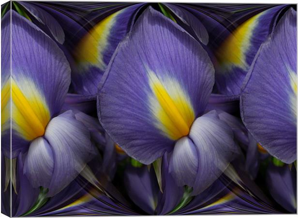 iris abstracted Canvas Print by Heather Newton