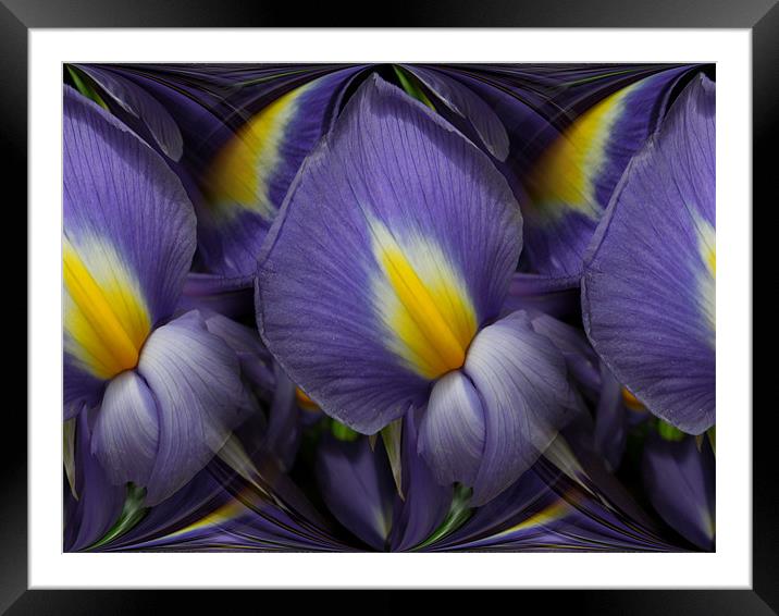 iris abstracted Framed Mounted Print by Heather Newton