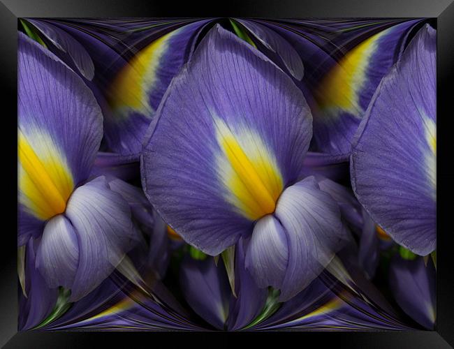 iris abstracted Framed Print by Heather Newton