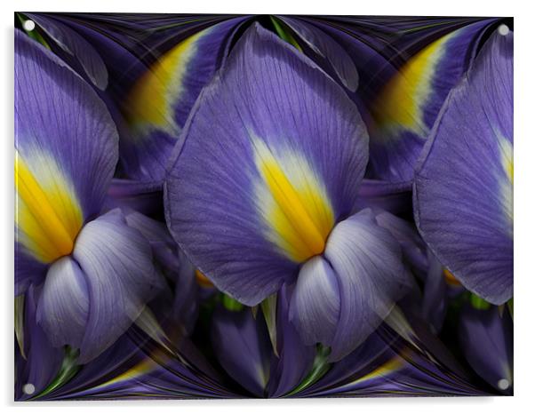 iris abstracted Acrylic by Heather Newton