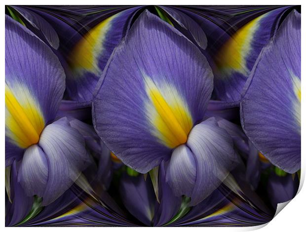 iris abstracted Print by Heather Newton
