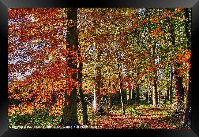 Woodland Wonderland Framed Print by David McFarland